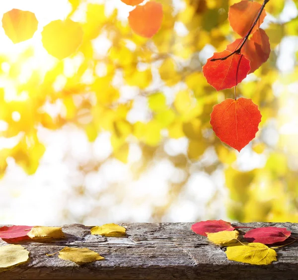 秋の明るい風景 — ストック写真