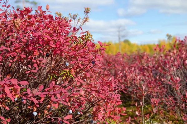 Feuilles rouges de bleuets — Photo