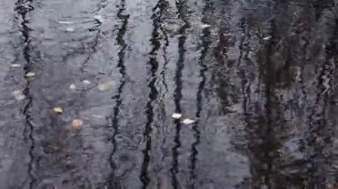 Yaprakları su yüzeyinde