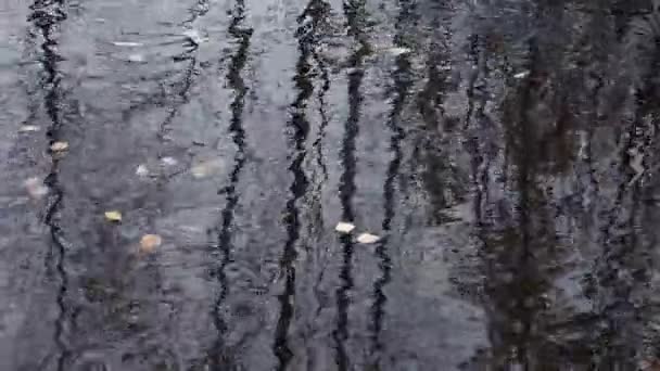 Blätter auf der Wasseroberfläche — Stockvideo