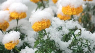 Karla kaplı çiçekler