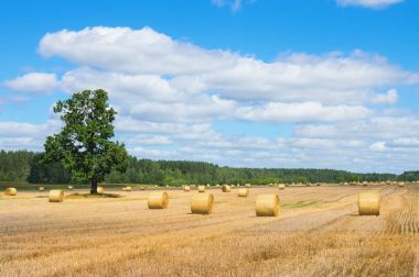 araña en la redrulo saman alanında