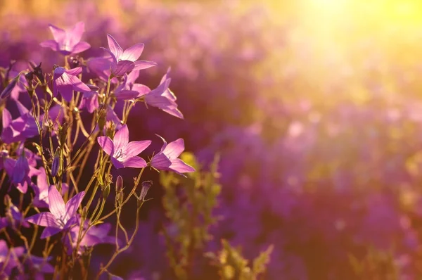 Çan ile yaz arka plan