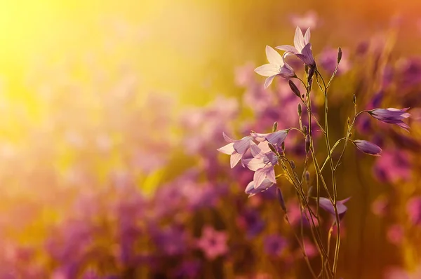 꽃 도라지와 배경 — 스톡 사진