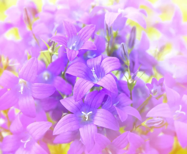Floral vivid background — Stock Photo, Image