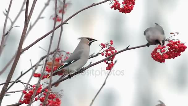 Waxwings eating rowan — Stock Video