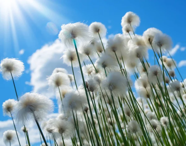 Arctic cotton on the sky background — Stock Photo, Image