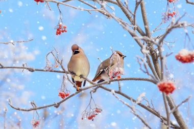 Waxwings kuş ağaç üzerinde