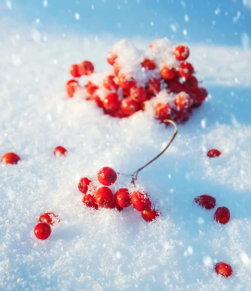 Frozen rowan in the snow Stock Picture
