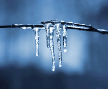 buz sarkıtları ağaç dalı