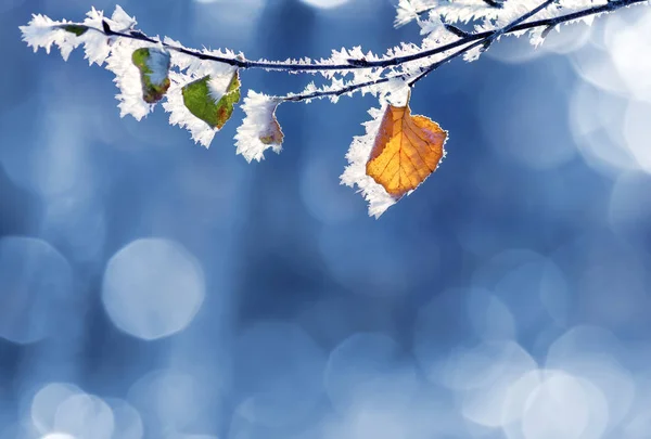 Feuilles de bouleau dans le gel — Photo