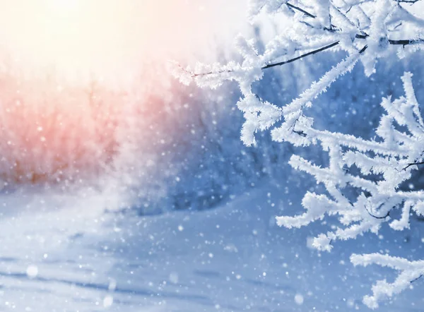 Kış parlak manzara — Stok fotoğraf