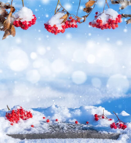 Winter Hintergrund mit Vogelbeere — Stockfoto