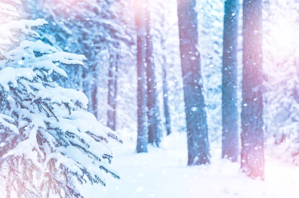 Sneeuwval in het naaldhout bos — Stockfoto