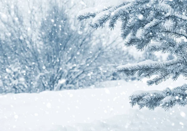 En el bosque cubierto de nieve —  Fotos de Stock