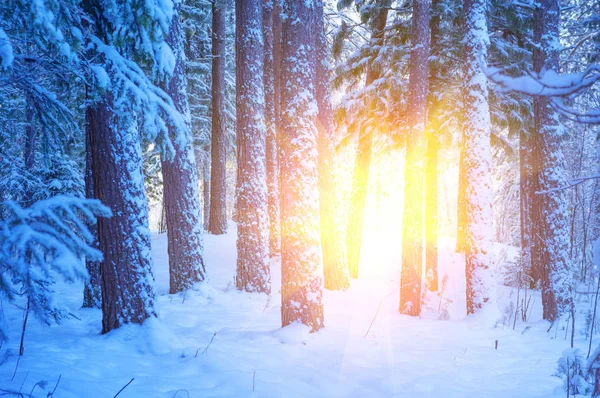 Téli Világos Táj Lenyugvó Nap Sugarai Hóval Borított Erdő — Stock Fotó