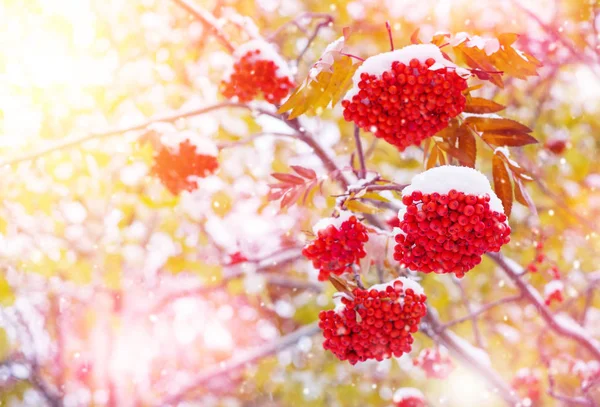 Rowan Vermelho Brilhante Coberto Neve Sob Luz Solar — Fotografia de Stock