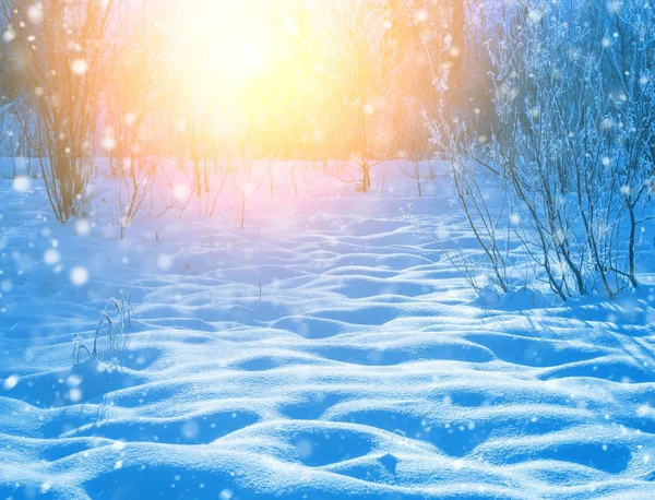 冬天的场景 五颜六色的日落与雪堆在一个白雪皑皑的森林里 — 图库照片