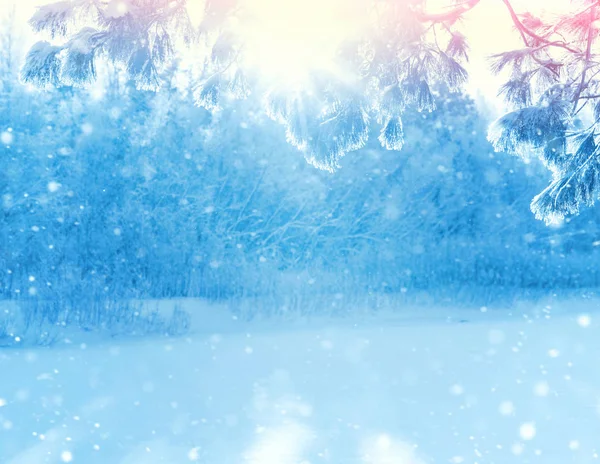 Зимний Яркий Пейзаж Кедровыми Ветвями Морозе — стоковое фото