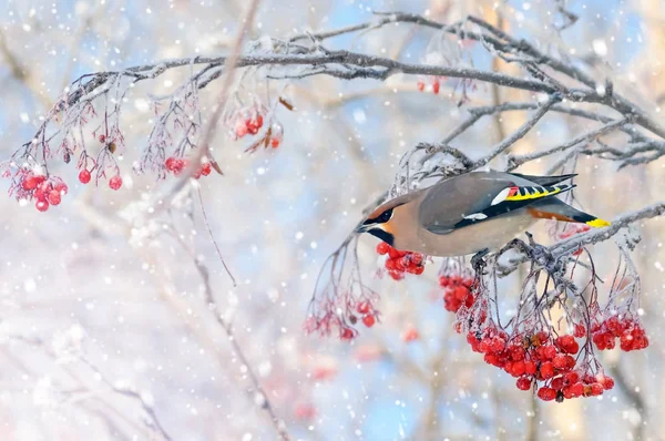 ワックス冷凍ナナカマドの枝に鳥の背景 — ストック写真