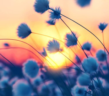 Günbatımı ışınlarının kutup pamuk, Bahar yatay