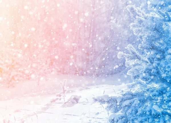 Зимний Пейзаж Живописный Пейзаж Заснеженными Соснами Солнце — стоковое фото