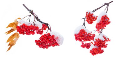 Karda şube parlak rowan. Beyaz arka plan üzerinde izole.