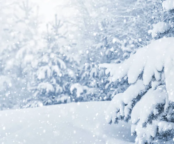 Зимний Фон Заснеженными Хвойными Лесами Снежной Бурей — стоковое фото