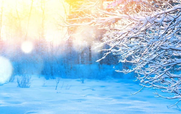 Winterlandschap Met Kleurrijke Zonsondergang Het Besneeuwde Forest — Stockfoto