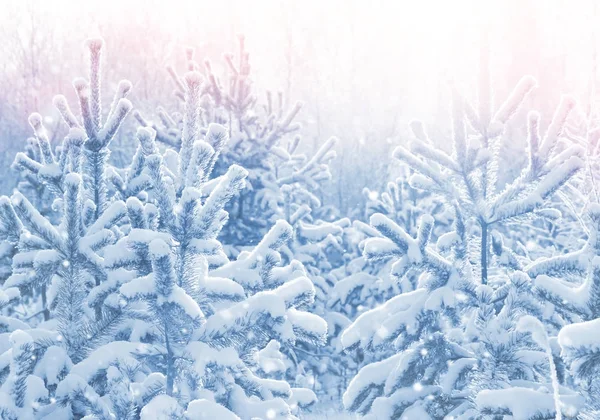 Winterhelle Landschaft Mit Schneebedecktem Nadelwald Der Sonne — Stockfoto
