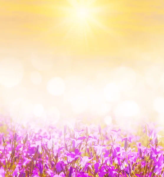 Весенний Яркий Фон Дизайна Колоколами Полевых Цветов — стоковое фото