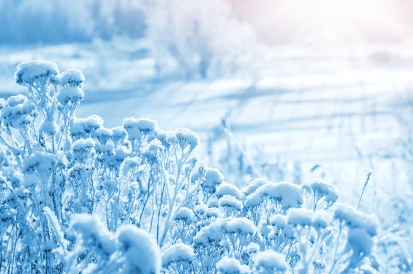 Paisaje Invernal Con Planta Congelada Bajo Sol Brillante —  Fotos de Stock