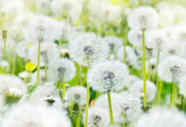 Beautiful Dandelions Field Close Sunlight — Stock Photo, Image