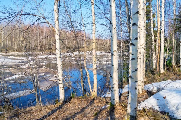 Paysage Printanier Bouleaux Sur Rive Rivière Printemps — Photo