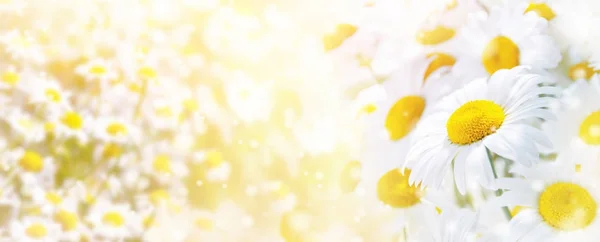 Яркий Летний Фон Красивых Цветущих Маргариток — стоковое фото