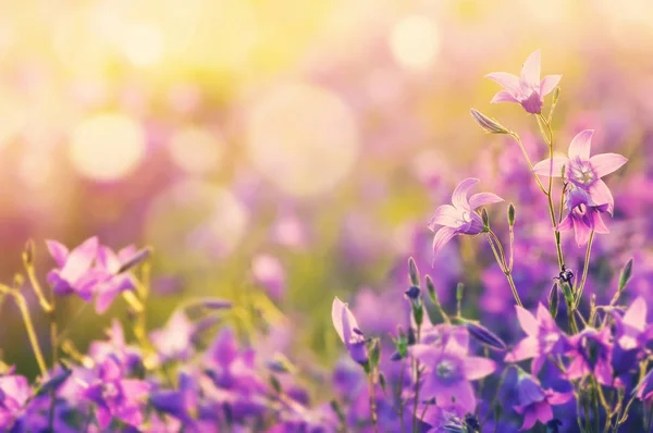 Colorato Sfondo Floreale Con Bellissime Campane Alla Luce Del Sole — Foto Stock