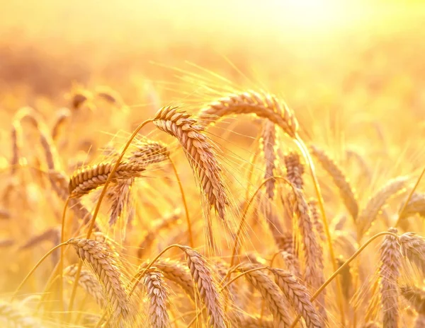 Ripe Ears Wheat Backdrop Bright Colorful Sunset — Stock Photo, Image