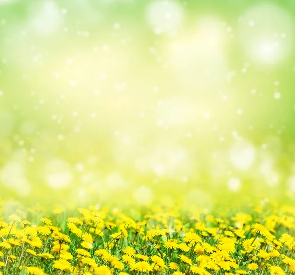 Parlak bahar arka plan. Güzel doğal arka plan tasarımı ile çiçeklenme dandelions için.
