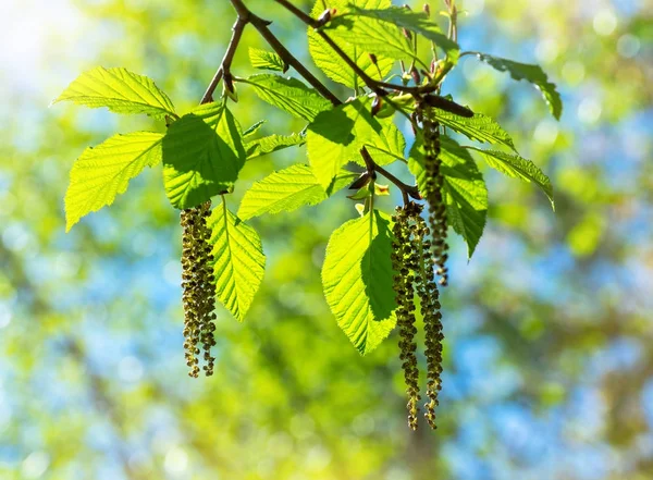 Branche Aulnes Avec Boucles Oreilles Feuilles Vertes Gros Plan — Photo