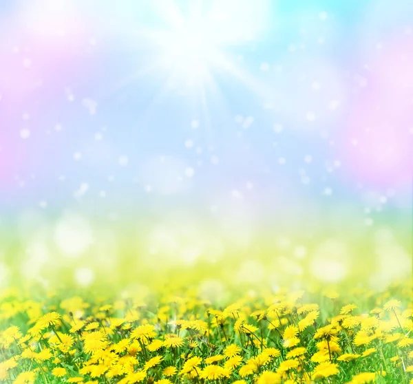 Весенний Узор Дизайна Цветущими Одуванчиками — стоковое фото