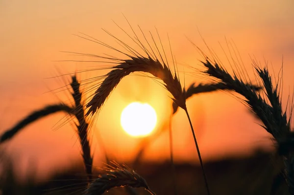Wheat Field Sunset Background Mature Ears Wheat Close Backdrop Setting — Stock Photo, Image