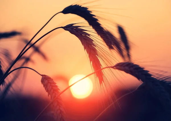 Mature Wheat Ears Close Sunset Background — Stock Photo, Image