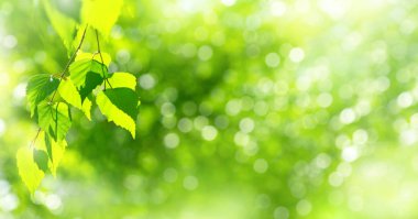 Doğal arka plan. Güneş ışığı altında huş ağacı dalı ile parlak bahar arka plan.