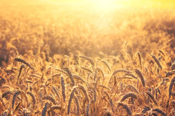 Field Ripe Wheat Colorful Sunset Rural Landscape — Stock Photo, Image