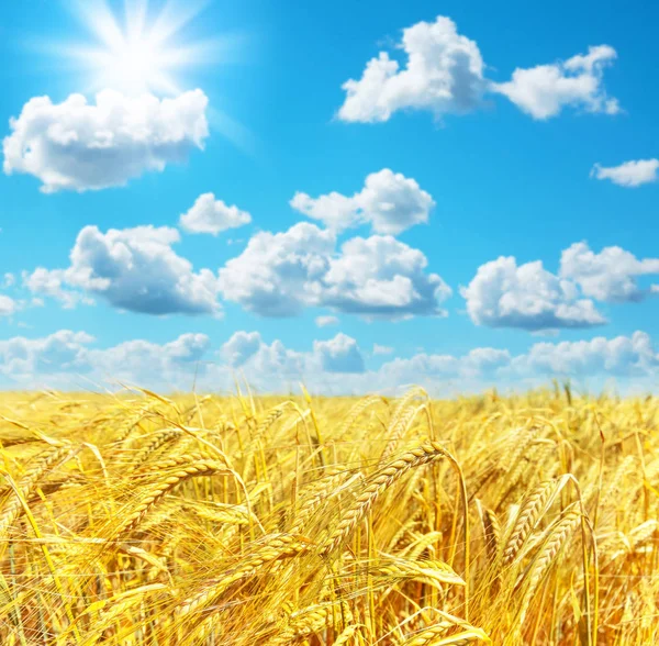 Rural Landscape Barley Field Blue Sky — Stock Photo, Image