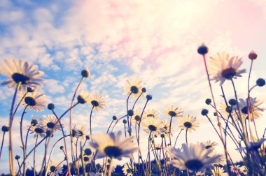 Papatyalar güzel günbatımı gökyüzü arka plan üzerinde yaz yatay