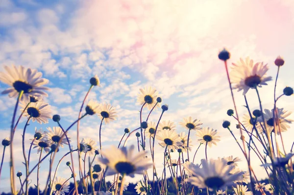 Papatyalar güzel günbatımı gökyüzü arka plan üzerinde yaz yatay