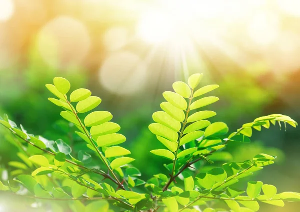 Bright green leaves of a tree in the rays of the spring sun