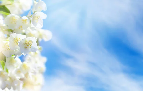 Naturalne Podłoże Kwitnące Kwiaty Jaśminu Przeciwko Niebo Chmurami — Zdjęcie stockowe