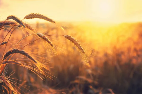 Field Ripe Wheat Colorful Sunset — Stock Photo, Image